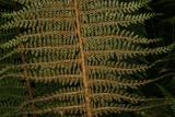 Polystichum setiferum RCP6-2014 254 spores.JPG